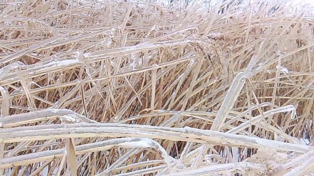 Заморозки VID_20260125_142421 смотреть онлайн