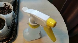 Рассада петуний на 3 и 11 день после всходов. Уход за растишками.