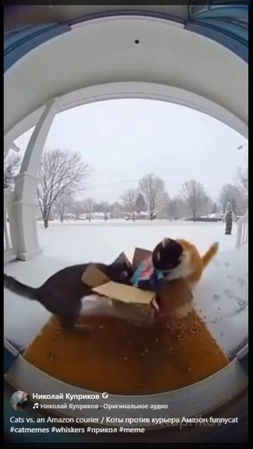 КОТОКОЛЛАЖ-3