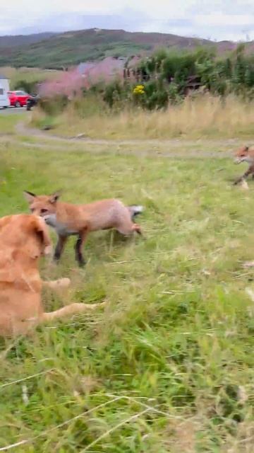 Собака встречает двух дружелюбных лис смотреть онлайн