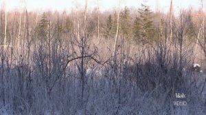 Охота. Легенды Любимского Леса