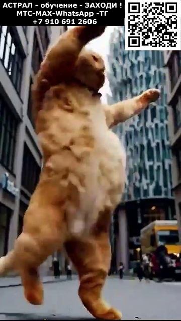 Котики. Танцы Рыжика. Позитив. Юмор. Нейросеть. ИИ #настроение #юмор #смешное #анекдот #шутка смотреть онлайн