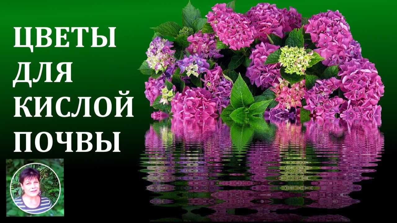 Какие цветы посадить в саду на кислой почве смотреть онлайн