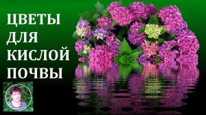 Какие цветы посадить в саду на кислой почве