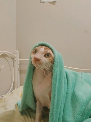 ркорпопкгоп