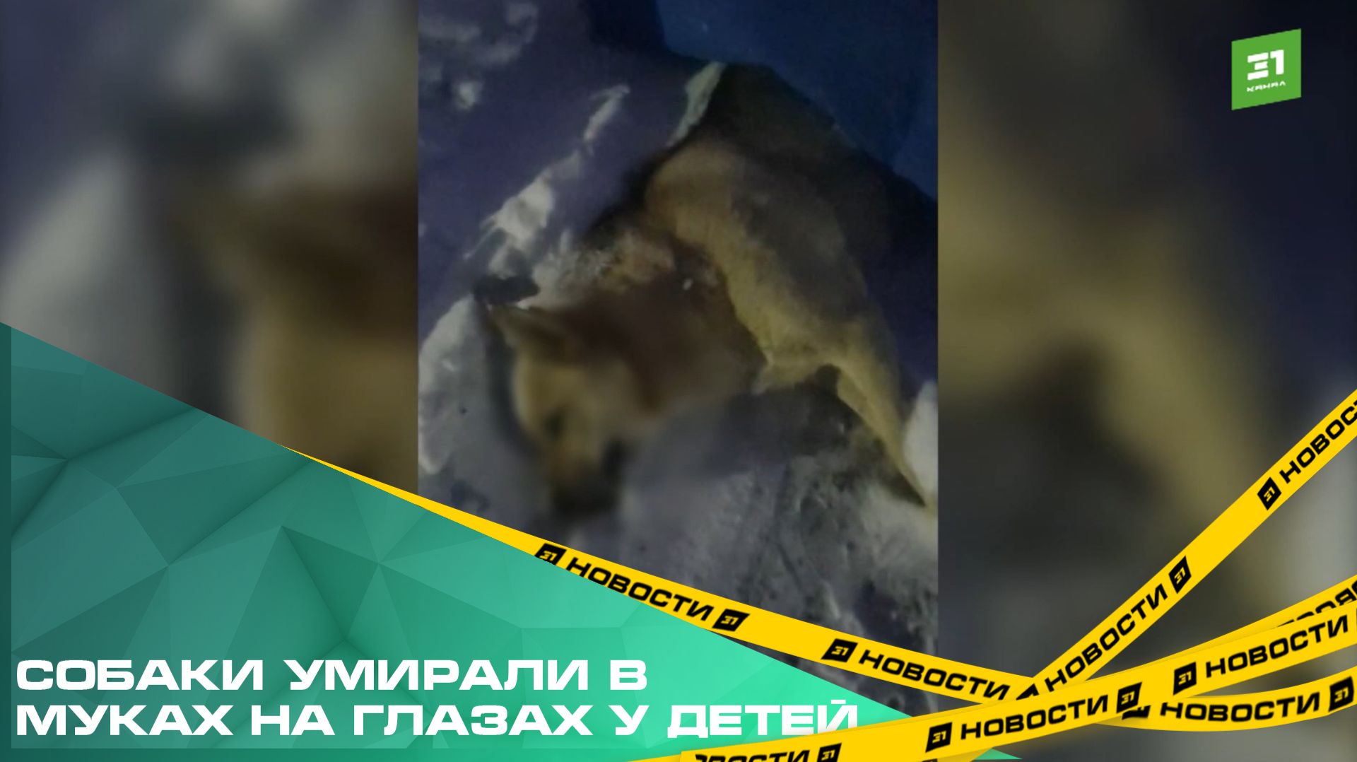 В Курчатовском районе от рук догхантера погибли десятки животных смотреть онлайн