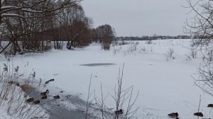 Белый селезень.