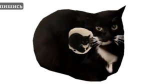 Maxwell the cat PHONK REMIX (Simoon72)