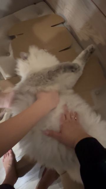 Платоша дерется 🤪😳 смотреть онлайн