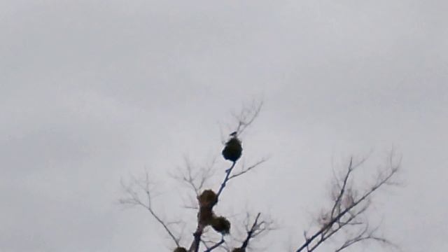 Театральная площадь в Анапе после сильного ураганного ветра 3 января 2026 смотреть онлайн