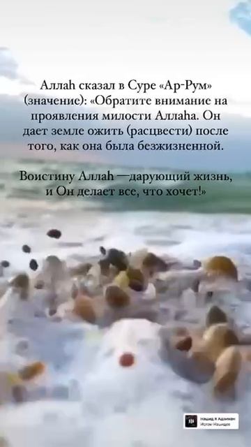 Аллагь – Дарующий жизнь. Шейх Шамиль аш-Шафи'ий. смотреть онлайн