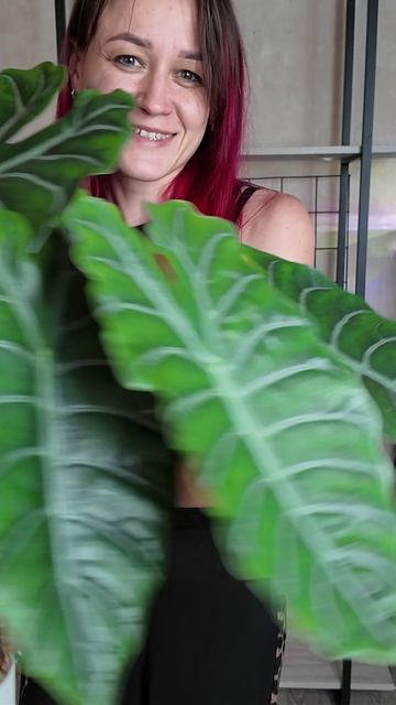 Чантриери 5-⭐️ #алоказия #комнатныерастения #plants #растения смотреть онлайн