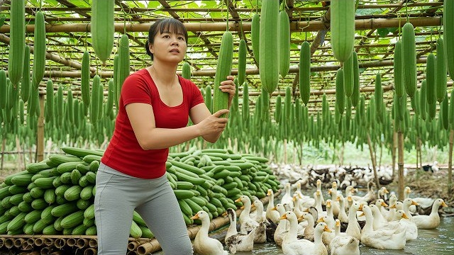 Сбор урожая гигантских дынь рядом с прудом в окружении уток, и готовых к продаже. Фуонг смотреть онлайн