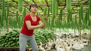 Сбор урожая гигантских дынь рядом с прудом в окружении уток, и готовых к продаже. Фуонг