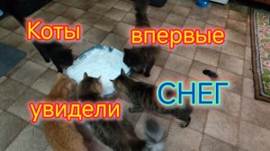 Коты впервые увидели СНЕГ/Генералим/Навалило СНЕГА