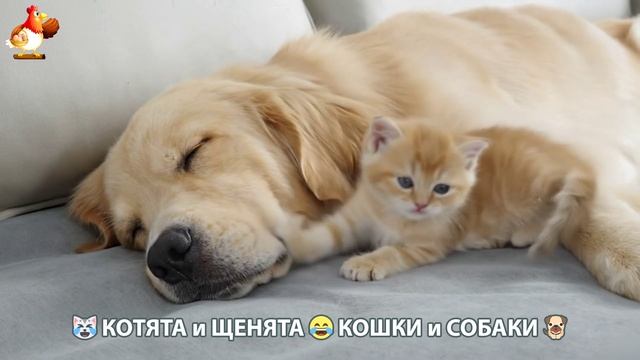 Котята и щенята 🐈🐶 Кошки и собаки 🤗 Милое видео про животных (73) смотреть онлайн