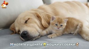 Котята и щенята 🐈🐶 Кошки и собаки 🤗 Милое видео про животных (73)