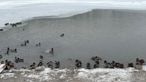 Нальчик Кабардино-Балкария Январская прогулка вдоль реки Нальчик  27 января