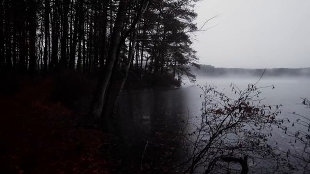 ASMR Прогулка по лесу во время дождя. смотреть онлайн