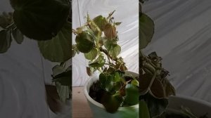 Мирт замёрз и не только он