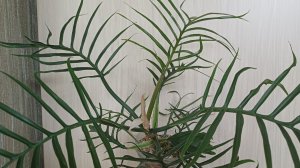 Дела мои цветочные🪴...и не только😉...