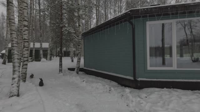 Красивая зима в новый год 2026 ! Кемпинг с кроликами в Завидово. Очень красиво и тихо. смотреть онлайн