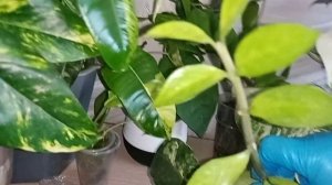 Укоренение легко. Домашних цветов