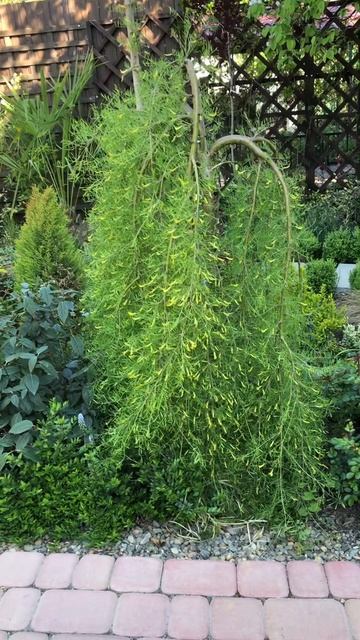 Карагана древовидная Уолкер (Caragana arborescens Walker) на штамбе. смотреть онлайн