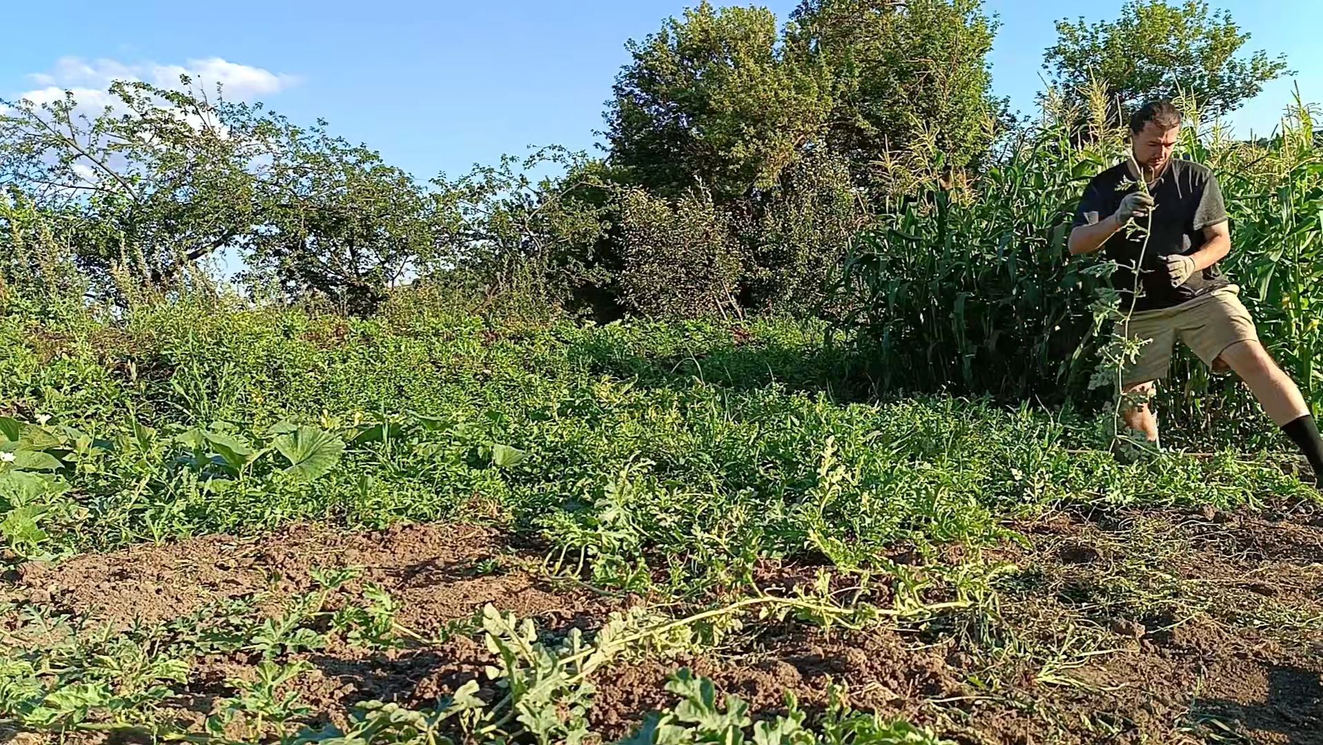 Яблоня после моей обрезки. Арбузы и дыни в холодное лето. Мой сад и огород в Августе. смотреть онлайн