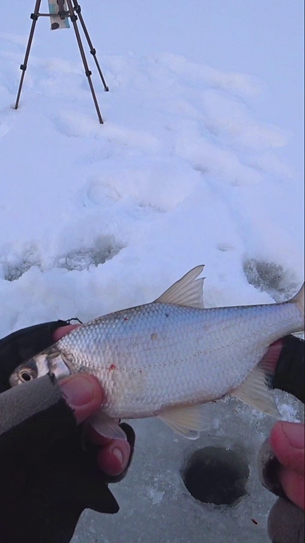 ПЛОТВЕЩ. смотреть онлайн