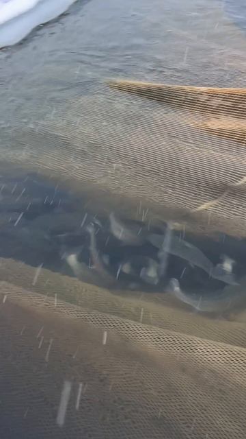 27-01-2026 смотреть онлайн