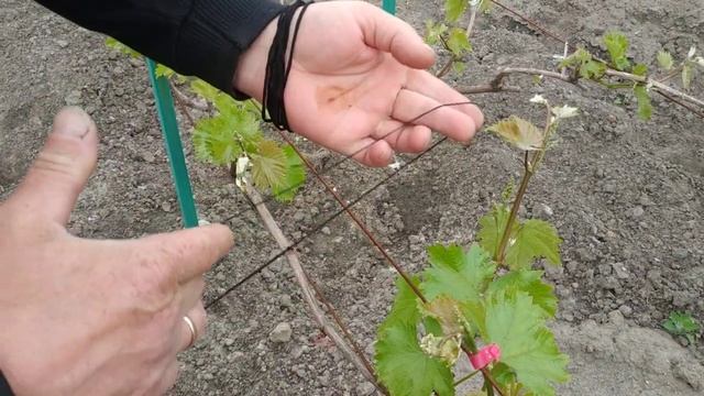 Виноград. Подвязка смотреть онлайн