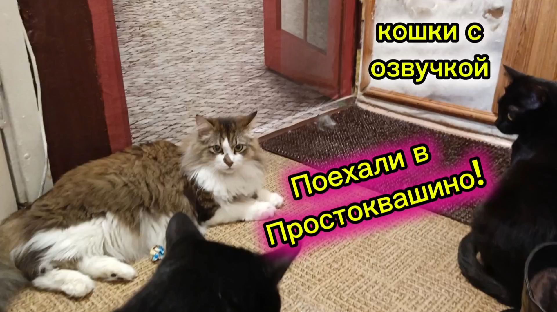 КОШКИ С ОЗВУЧКОЙ. смотреть онлайн