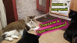 КОШКИ С ОЗВУЧКОЙ.