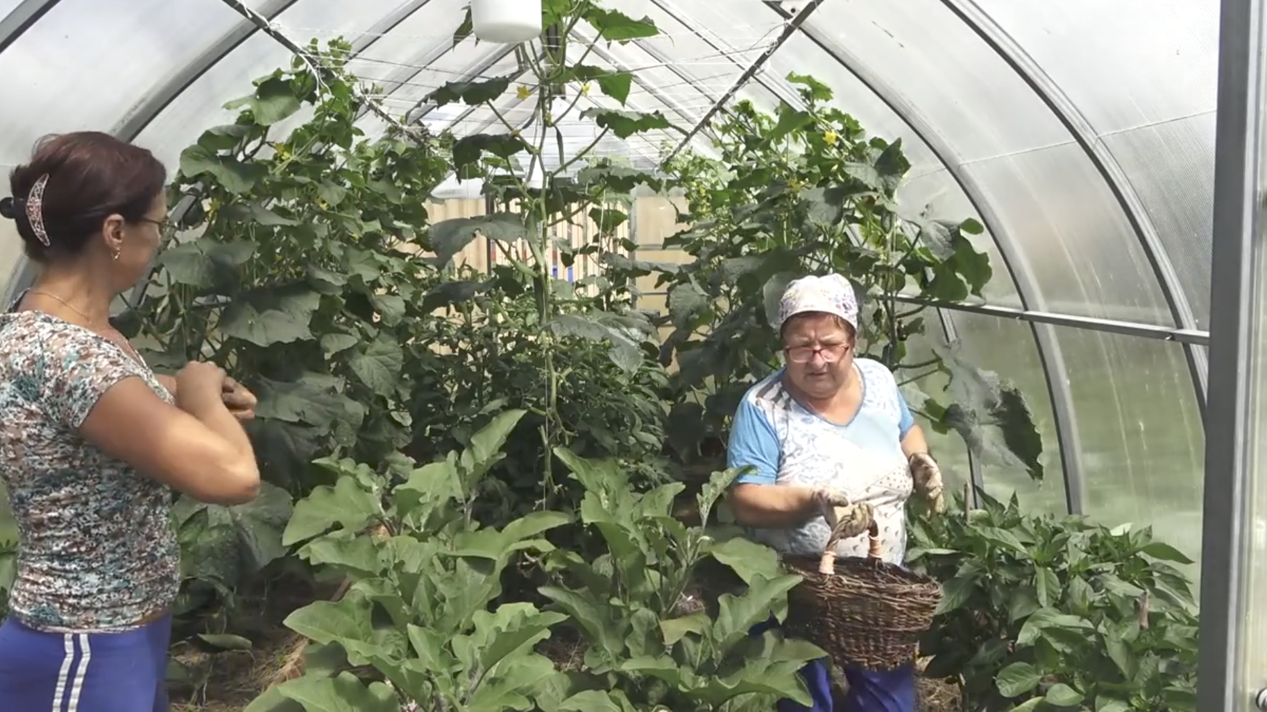 6 соток 1 июля 2021 года Хроника смотреть онлайн