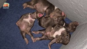 🤫Тсс…🤫, хозяева леса спят! 🤭