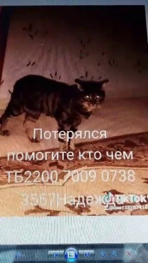 Пропал кот нужны средства на поиск