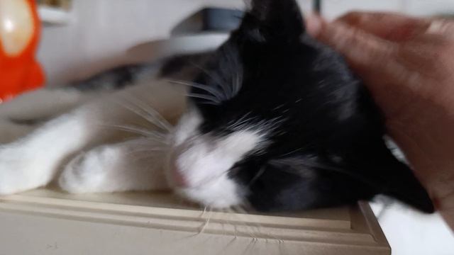 Такое я не ожидала от Мухаморчика смотреть онлайн