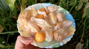 pomidom.ru Физалис ФРУКТОВЫЙ Индийский РАСБХАРИ ЯГОДЫ ИНКОВ - Rasbhari Inca Berries