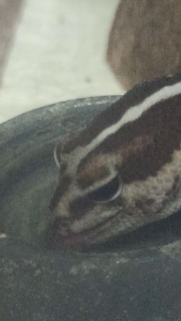 Гемитеконикс Глаша пьёт водичку смотреть онлайн