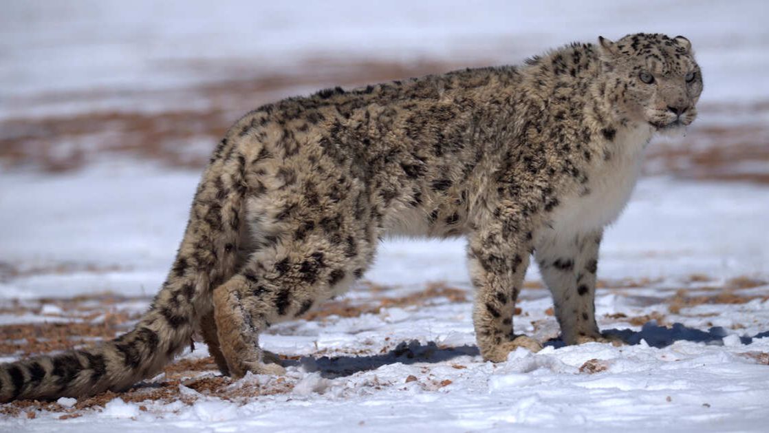 Снежный барс прокусил лицо туристке, захотевшей сделать с ним фото смотреть онлайн