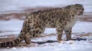 Снежный барс прокусил лицо туристке, захотевшей сделать с ним фото