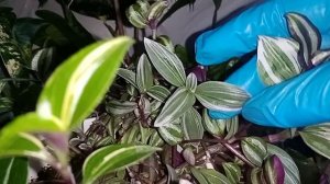 Традесканции и не только они.