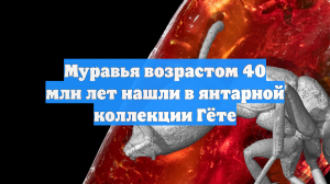 Муравей возрастом 40 млн лет найден внутри куска янтаря из коллекции Гете