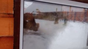 Шерхан наблюдает за Дельфинарием из вольера 2 Ел не ел Иван так и не увидел 27012026г надеемся