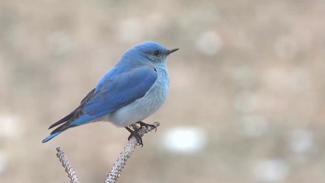 МУЗЫКА ДЛЯ СНА, ПОКОЯ И СНЯТИЯ СТРЕССА смотреть онлайн
