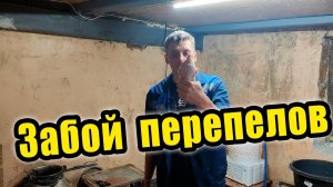 Забой перепелов: как это происходит у нас
