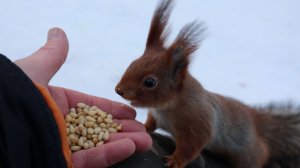 Сегодня много голодных белок