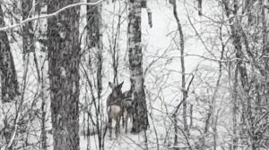 Охота на косулю 01.2026 (снегоходный тур)