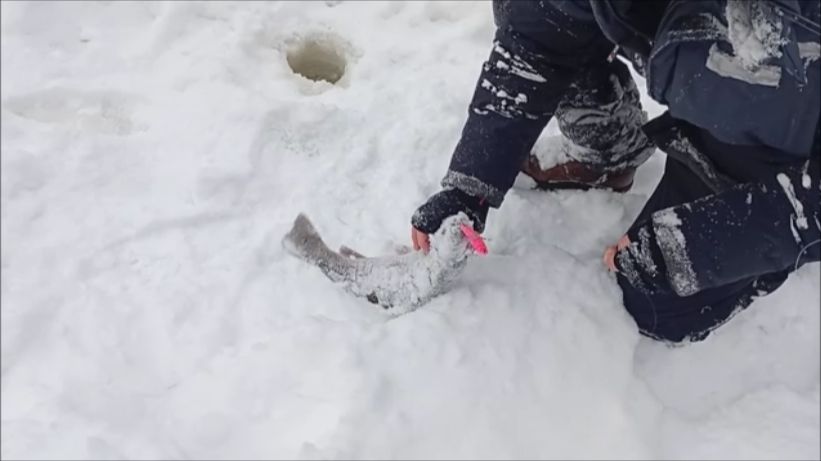 Поимки форели продолжаются. Клёвое место, Лосиный остров, спорт-зона. смотреть онлайн